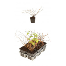 stephanandre incisa crispa en pot de 9 cm