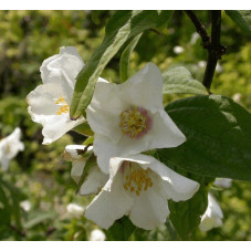 fleurs simples blanches du seringat Beauclerck. Floraison en mai juin