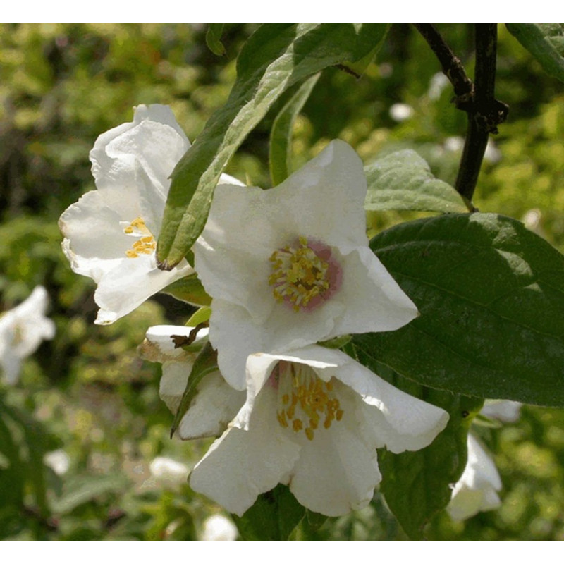 fleurs simples blanches du seringat Beauclerck. Floraison en mai juin fleurs simples blanches du seringat Beauclerck. Floraison en mai juin