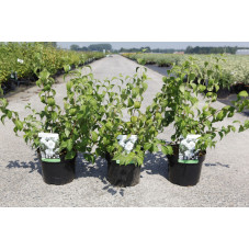 seringat Beauclerck - philadelphus en pot de 3 litres 50/70 cm