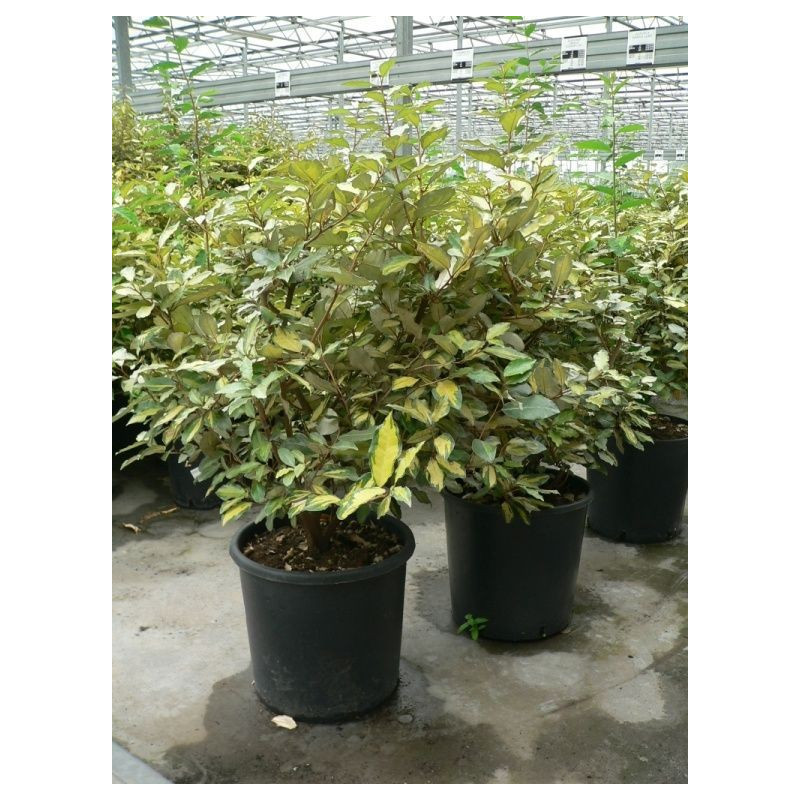 Eleagnus eleador Eleagnus eleador