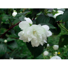 fleurs doubles blanches du seringat dame blanche. Floraison mai juin