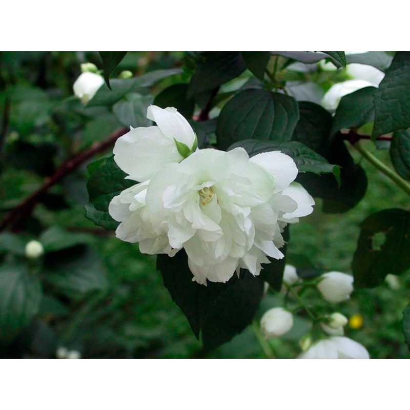 fleurs doubles blanches du seringat dame blanche. Floraison mai juin fleurs doubles blanches du seringat dame blanche. Floraison mai juin