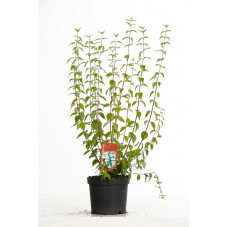 seringat dame blanche 60/80 cm en pot de 3 litres