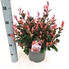 photinia little Fenna