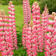 lupin de Russel rose la chatelaine