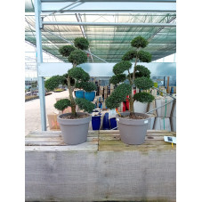 ILEX CRENATA - arbre à nuages 140/150 cm