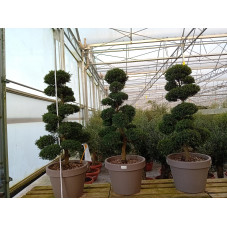 ilex crenata 150/160 cm bonsaï