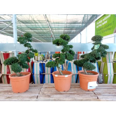 Ilex crenata bonsaï 120/130 cm