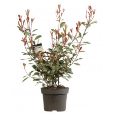 photinia fraseri Louise à feuillage panaché vert et crème. en pot de 12 litres 80 cm