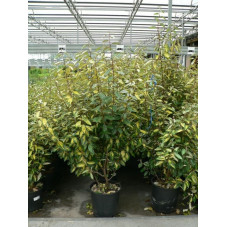 Eleagnus ebbengei "limelight "