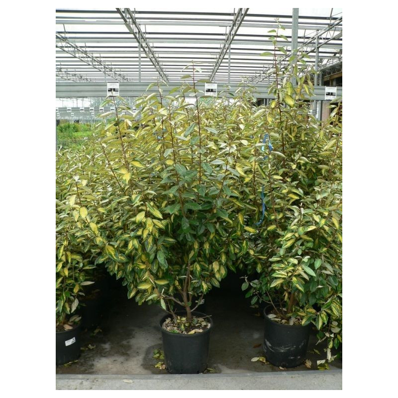 Eleagnus ebbengei "limelight "