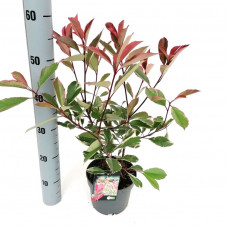 photinia fraseri Louise en pot de 2/3 litres