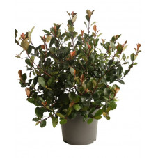 photinia little red robin 50 cm en pot de 10 litres
