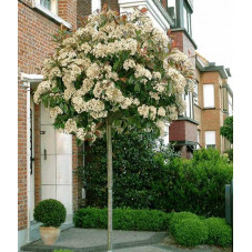 fleurs du photinia little red robin au printemps