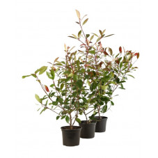 photinia fraseri 60 cm pot de 3 litres