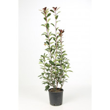 photinia fraseri red robin 80 cm en pot de 5 litres