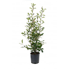 photinia 100 cm en pot de 7.5 litres