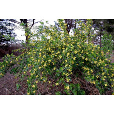 groseillier à fleurs odoratum à fleurs jaunes