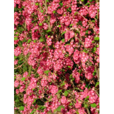groseiller à fleurs king edward VII