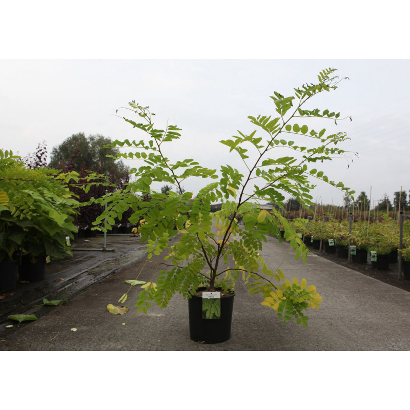 robinier faux acacia frisia eu beau feuillage doré 100/120 cm en pot de 12 litres robinier faux acacia frisia eu beau feuillage doré 100/120 cm en pot de 12 litres