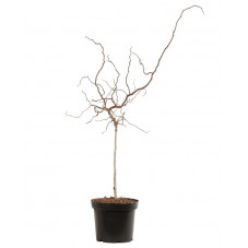 robinier Twisty Baby l'hiver aux branches tortueuses.