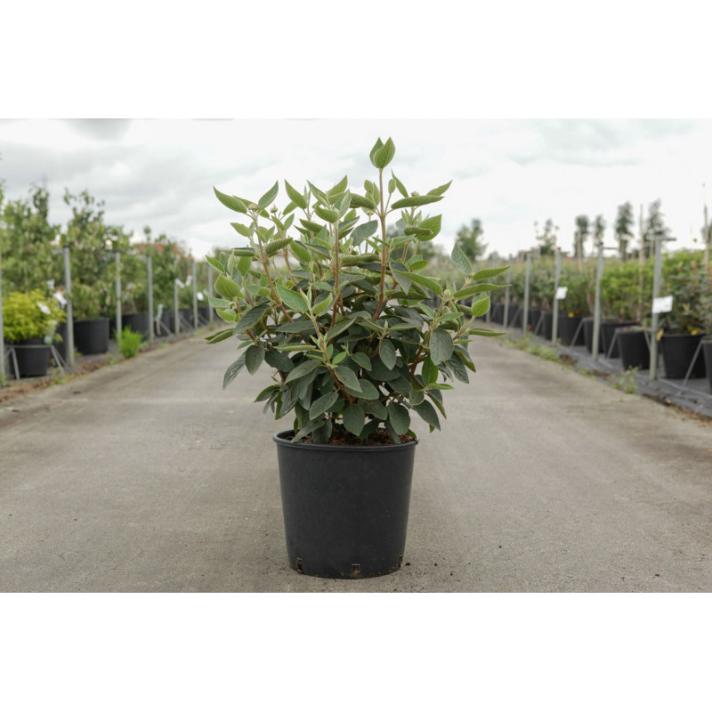viorne lantane Mohican - viburnum en pot de 12 litres 80/100 cm