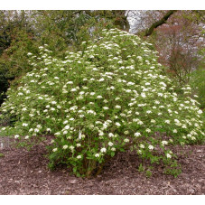 viorne - viburnum lantana Mohican adulte en fleurs. Floraison en mai juin