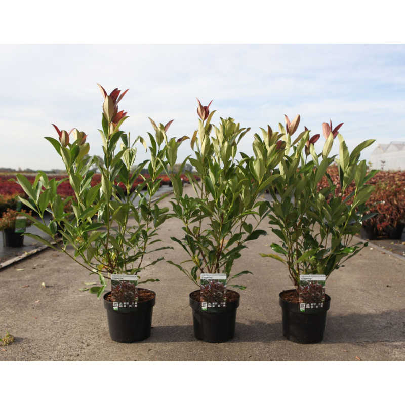 viorne odorante coppertop en pot de 3.5 litres viorne odorante coppertop en pot de 3.5 litres