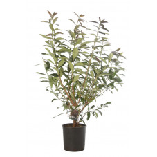 viorne - viburnum odoratissimum Coppertop en pot de 12 litres 80/100 cm