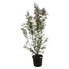 érable du Japon - acer palmatum Autumn Red en 125/150 cm pot de 25 litres