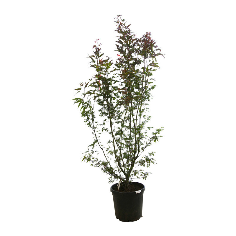 érable du Japon - acer palmatum Autumn Red en 125/150 cm pot de 25 litres érable du Japon - acer palmatum Autumn Red en 125/150 cm pot de 25 litres