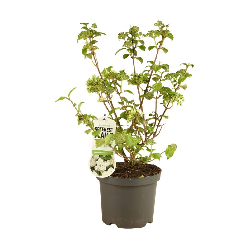 viorne Newport en pot de 3 litres 30/40 cm viorne Newport en pot de 3 litres 30/40 cm