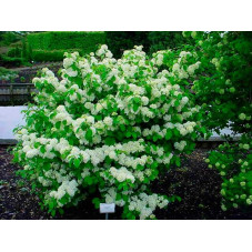 viorne newport en fleurs - floraison blanche de mai à juin.