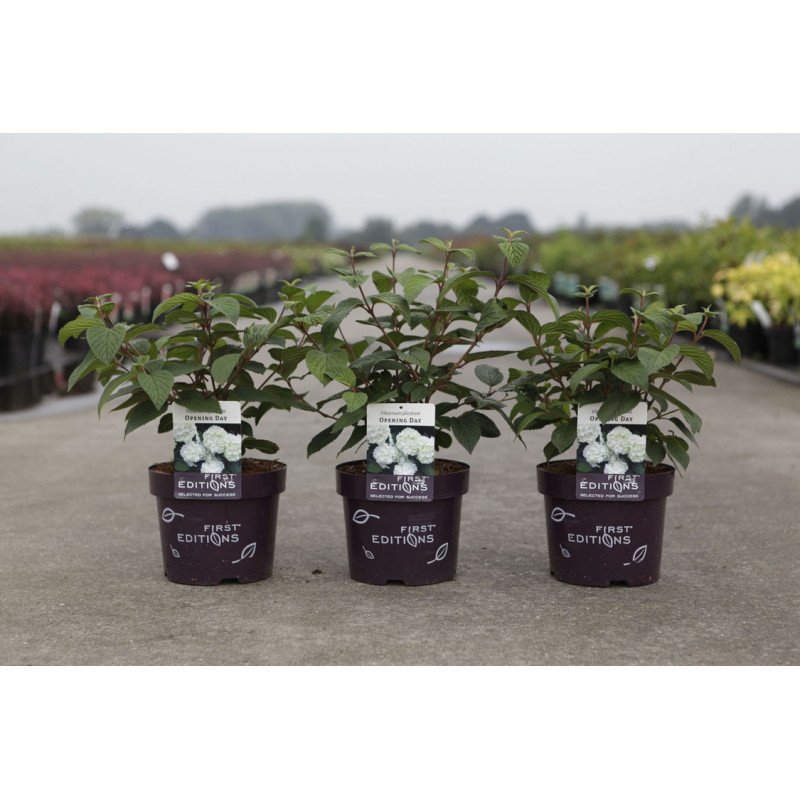 viorne de Chine opening Day en pot de 3.5 litres viorne de Chine opening Day en pot de 3.5 litres