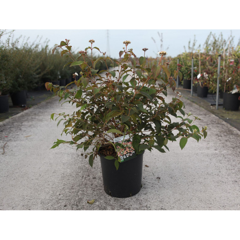 viorne pinkimono à fleurs blanches en pot de 12 litres 60/80 cm viorne pinkimono à fleurs blanches en pot de 12 litres 60/80 cm