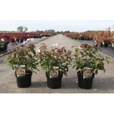 viorne pinkimono 40/50 cm en pot de 3.5 litres