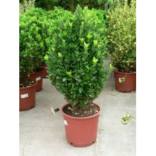 Euonymus japonica vert