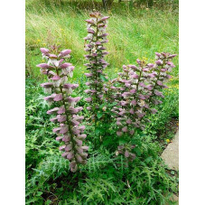 acanthe épineuse fleurs . Floraison de juin à aout