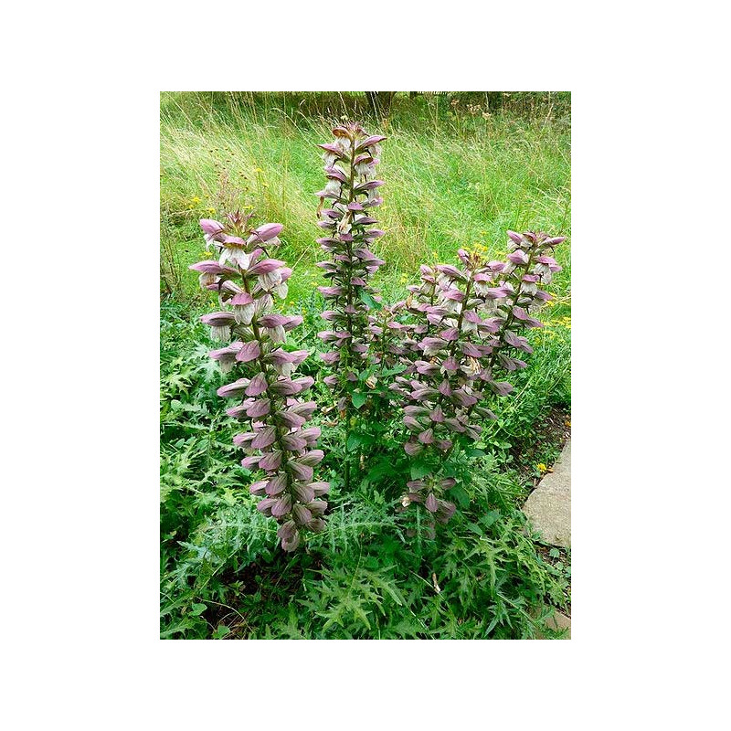 acanthe épineuse fleurs . Floraison de juin à aout acanthe épineuse fleurs . Floraison de juin à aout