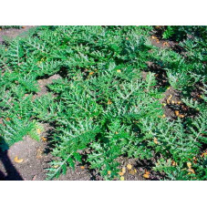 acanthe épineuse feuillage semi persistant vert foncé très découpé