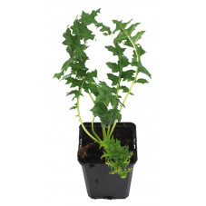 acanthe épineuse spinosus en pot de 9 cm