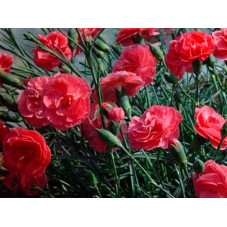 œillet mignardise Desmond. Floraison rouge intense de mai à juillet