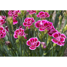 œillet Pink kisses en fleurs. Floraison dense rose d'avril à octobre
