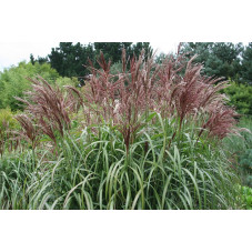 miscanthus - eulalie - roseau de Chine Malepertus