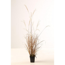 miscanthus - eulalie - roseau de Chine Malepertus en pot de 9 cm