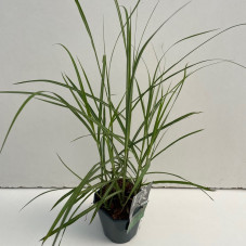 miscanthus - eulalie - roseau de Chine Malepertus en pot de 2 litres
