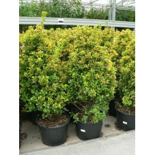 Euonymus japonicus aureus