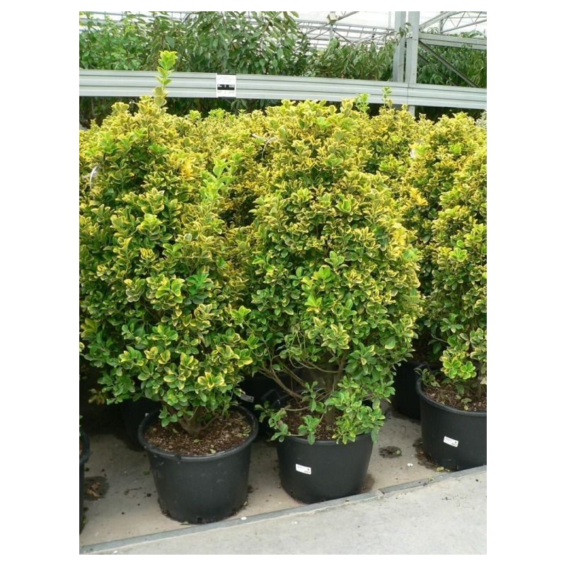 vente de fusain doré (euonymus japonica aurea)