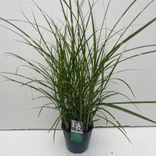 roseau de Chine - eulalie - miscanthus strictus en pot de 3 litres